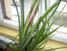 bilbergia