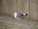 Pui 2010