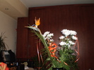 8 MARTIE 2011