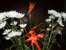 8 MARTIE 2011