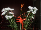 8 MARTIE 2011