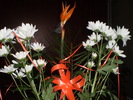 8 MARTIE 2011