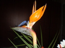 8 MARTIE 2011