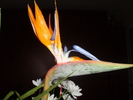 8 MARTIE 2011