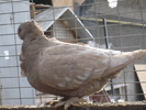 poze por 2011 009