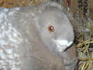 poze por 2011 033