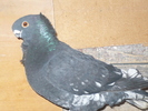 poze por 2011 044