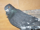 poze por 2011 045