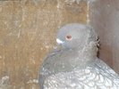 poze por 2011 080