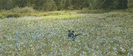 edward-bella-sitting-field