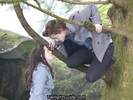 edward-tree-bella