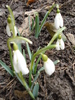 Snowdrops (2011, March 07)