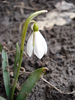 Snowdrop (2011, March 07)