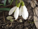 Snowdrops (2011, March 07)