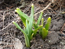 Daffodils_Narcise (2011, March 07)