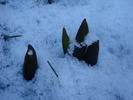 Tulips_Lalele (2011, March 07)