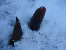 Tulips_Lalele (2011, March 07)