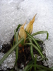 Crocus_Branduse (2011, March 07)