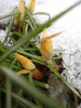 Crocus_Branduse (2011, March 07)