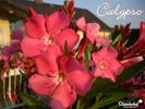 oleander-08