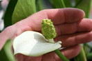 Callla palustris