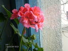 martie_ 003