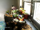 martie_ 016