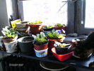 martie_ 015