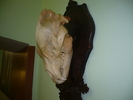 craniu de urs