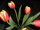 8 MARTIE 2011