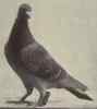 Dark_slate-coloured_carrier_pigeon_belonging_to_Bernhard_Fl