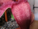 Stapelia hirsuta (10)
