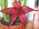 Stapelia hirsuta (9)