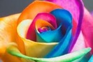 trandafir multicolor