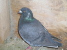 Negru De vanzare