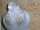Argintiu