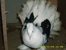 rotatindian3