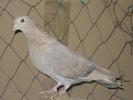tobosar_arab_2