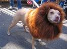 the dog lion
