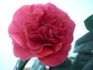 camelia