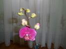 Orhidee noua