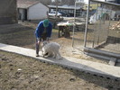 cainii intra in tura