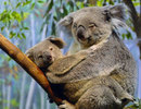 Koala-ursi