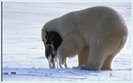 poze-amuzante-animale-husky-caini-ursi-polari