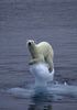 urs-polar-poze-gheata
