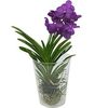 orchidee-vanda