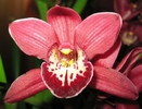 Cymbidium grena-1