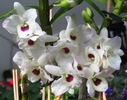 Dendrobium nobile alb cu visiniu