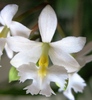 Epidendrum alb-1
