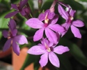 Epidendrum ciclam